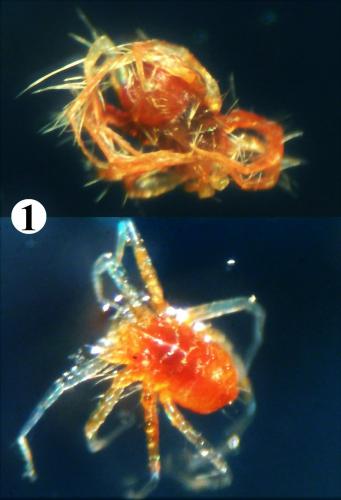 Erythracarus epigeus